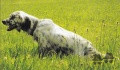 Setter Anglais NECHKA DE LA PLUME DU PÉVÈLE Setter Anglais NECHKA DE LA PLUME DU PÉVÈLE